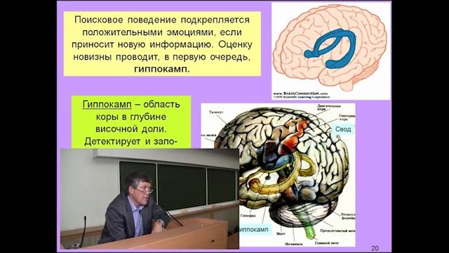 3я лекция Мозг и новая информация Почему мы так любопытны Вячеслав Дубынин
