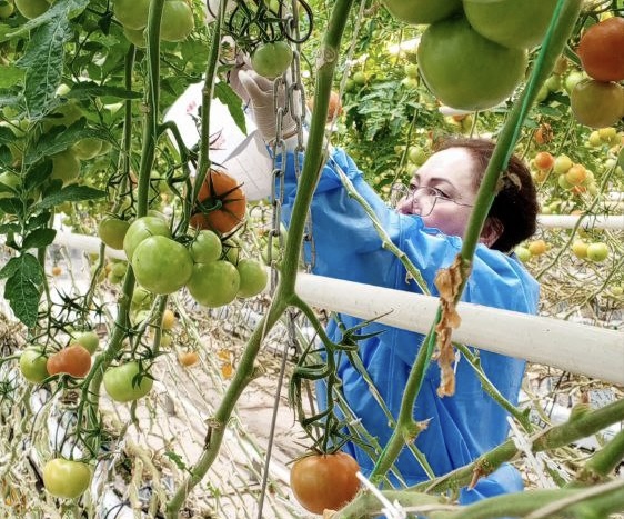 Управлением Россельхознадзора проводится фитосанитарный мониторинг тепличных хозяйств Якутии