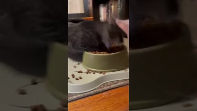 голодный котик)))