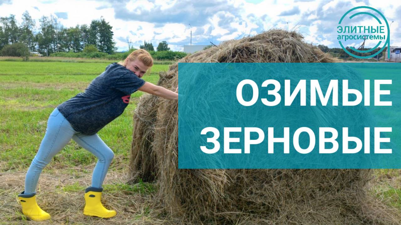 Подкормка озимых зерновых: проверенная схема