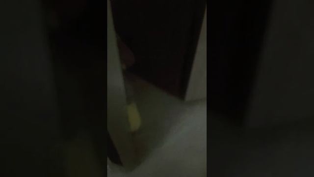 игра в прятки с молли. вечерний 𝕍𝕃𝕆𝔾 🤭💓 ))