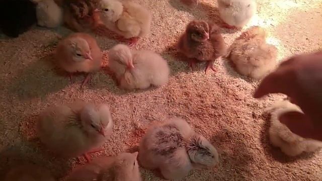 Здоровые цыплята часть 3. Подстилка. Площадь посадки. Пособие для новичков.