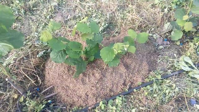 Какой использовать капельный полив для фундука