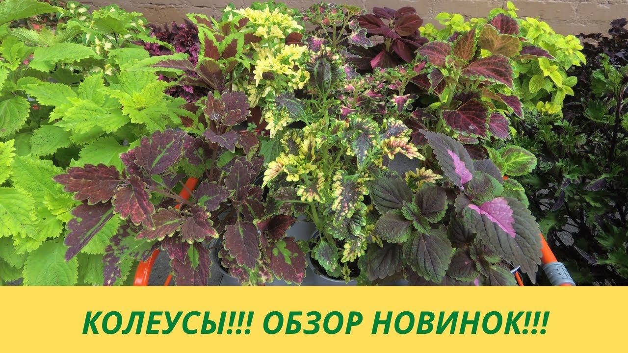 Колеусы Вегетативные! Обзор Новинок ! Пополнение моей коллекции!!!