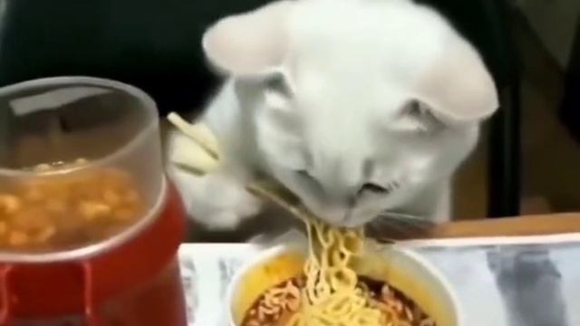 котик кушает