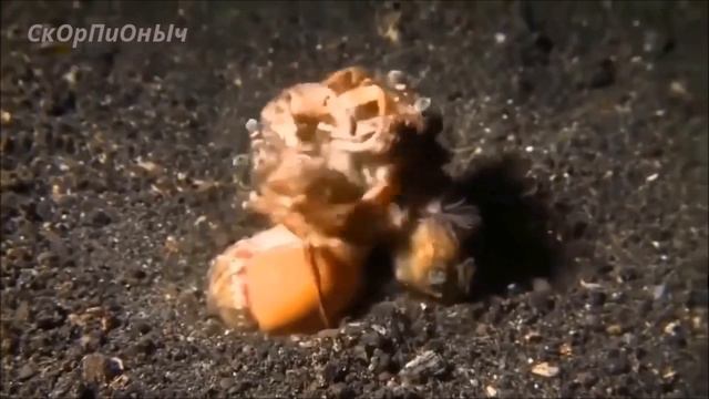 Осьминог Дамбо.Нетопырь  рыба с красными губами.Трубкорыл.Краб-йети Рыба-ананас