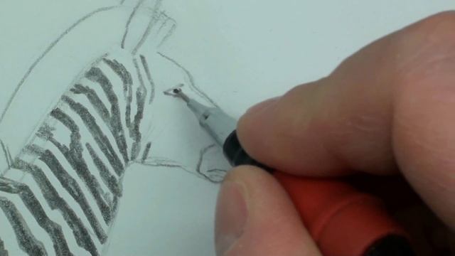 Рисуем зебру карандашом