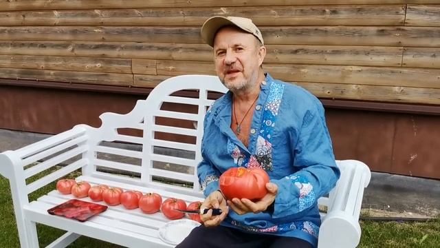 Вы не знаете НАСТОЯЩЕГО ВКУСА помидоров если не ПРОБОВАЛИ на Вкус СЫЗРАНСКУЮ помидору!