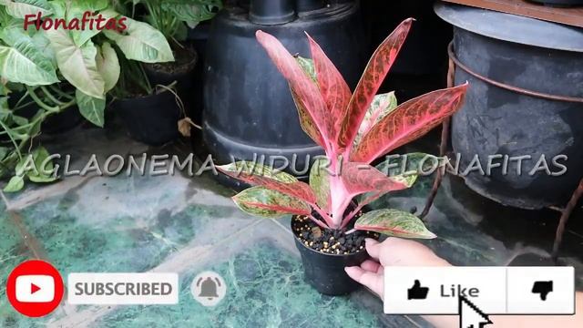Aglaonema Widuri Aglonema Menor Di Tokopedia - LAPAKTERSEDIA | Flonafitas | Fit And Joy | Agogo Fam