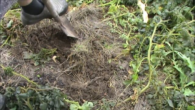 Заморозки. Копаю картошку купленную  15 июля на  посадку в  МАГНИТЕ