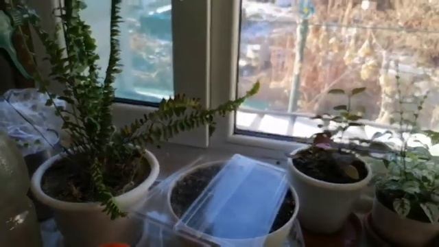 Комнатные растения у меня дома и средство от всех насекомых ... и от собак.