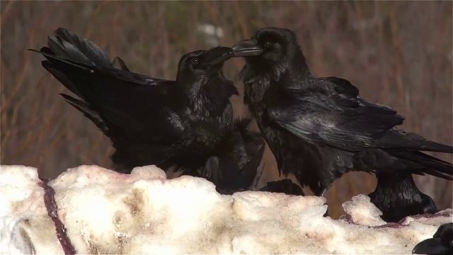 Вороны на приваде. Ravens on the bait