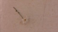 Flower on the Linoleum! (SILENT FILM)