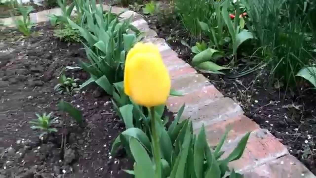 Тюльпаны