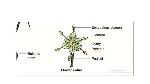 Botanical Description Of Allium Cepa/ Class  11/Botany