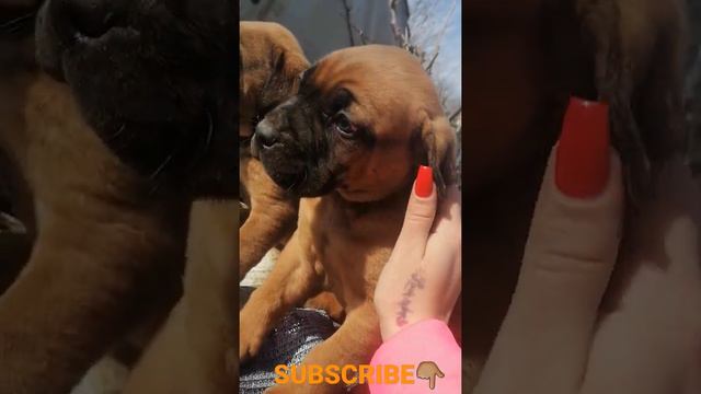BEST🔝💯PUPPY BANDOG♂️♂️MALES | BIG DOGS🇷🇴ROMANIAN