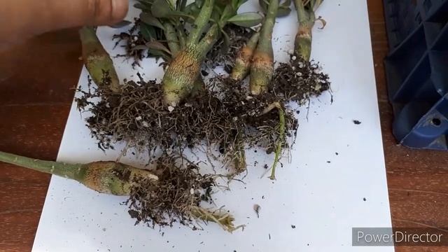 Пересадка адениумов//Начало эксперимента