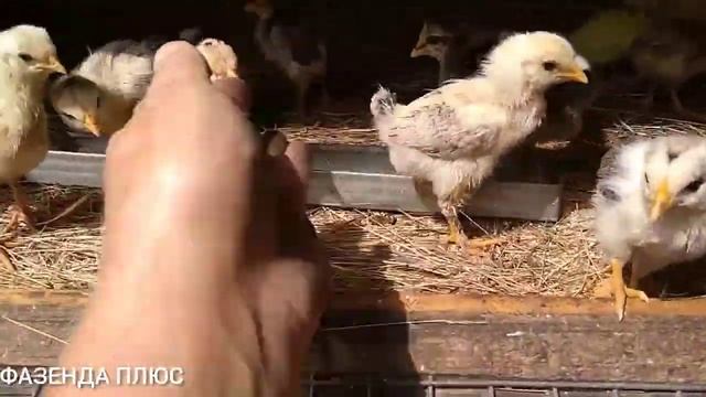 Сарай для коровы? Легко!