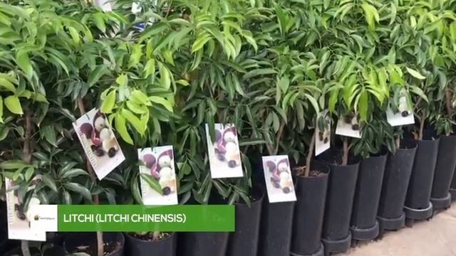 Litchi (Litchi chinensis)