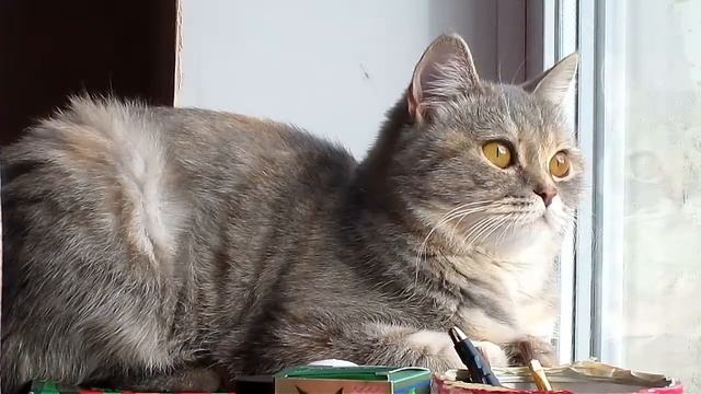 Копия видео "DayPetsBonita"