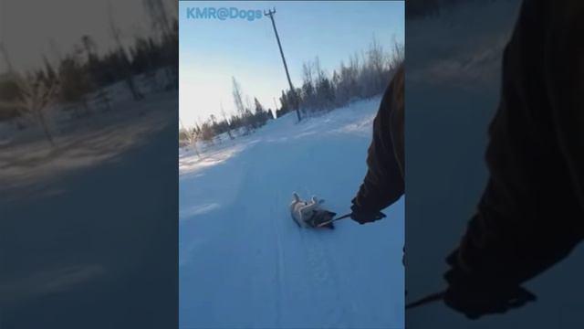 Уже лапы замерзли от Ваших прогулок🥶😂 ( видео про собак )