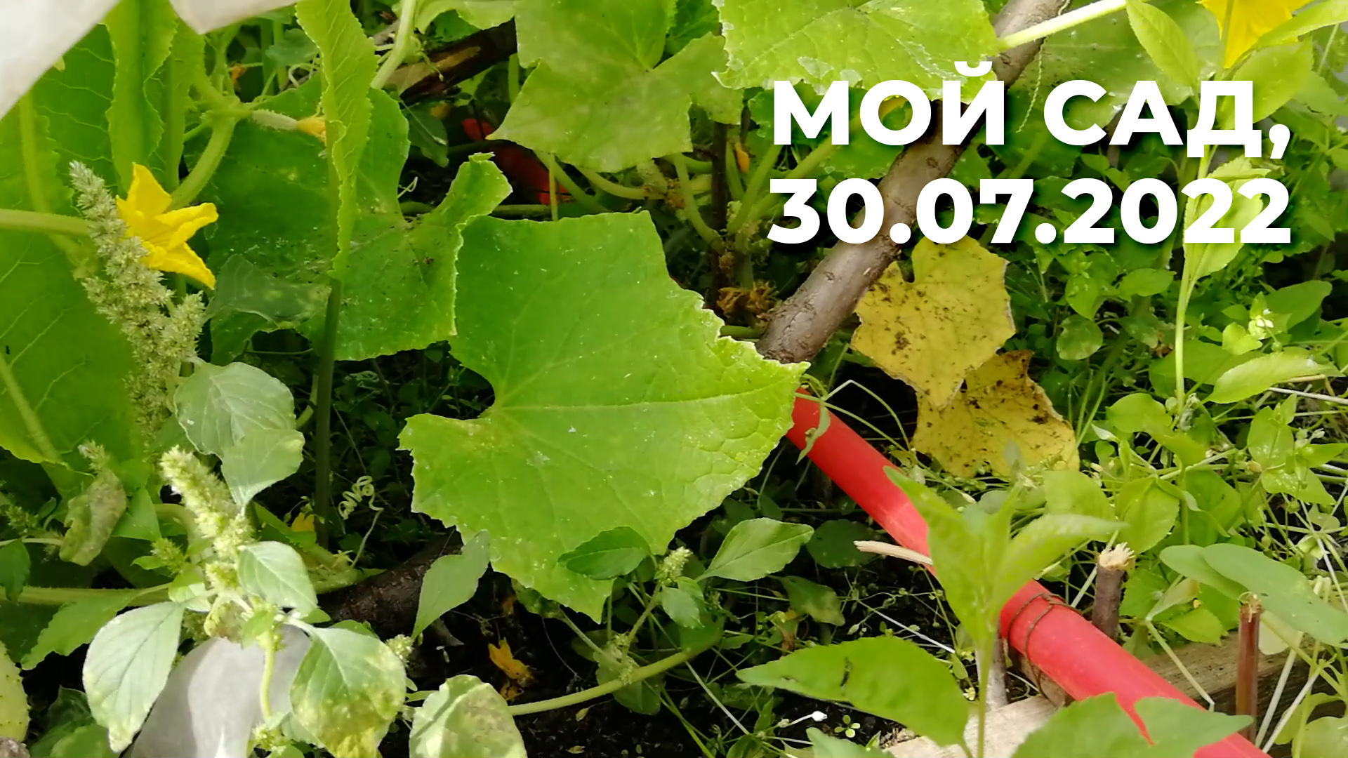 Мой сад, 30 июля