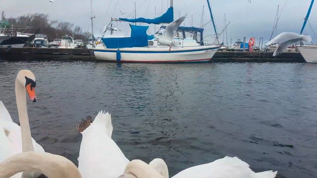 🇮🇪☘ KINNEGO MARINA IRELAND☘MUTE SWANS🦢CYGNETS🦆MALLARD DUCKS🕊GULLS💧HELP site WATCH any 10min VIDEO🙏😇