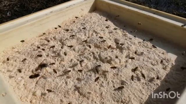Белковая подкормка пчел весной