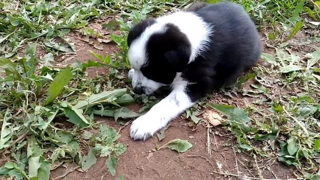 VID 20170618 170250