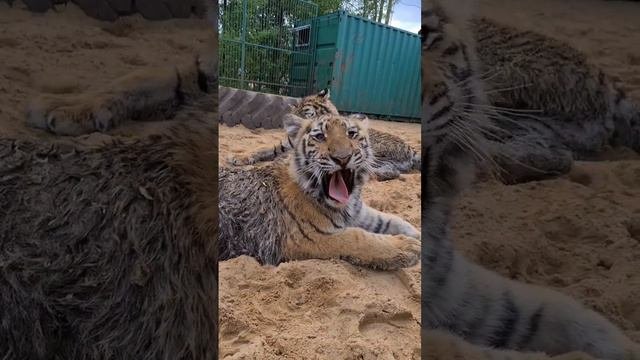 тигрицы Дома Тигра 🐅 🐅 🐅 🐅 🐅 🐅