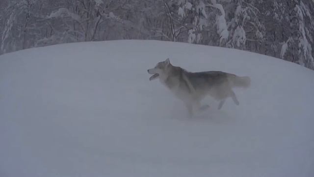 Аляскинский маламут