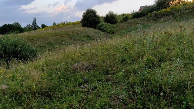 Чуть не испортила сыр пивом.Помогли пасти коз,всех разогнали