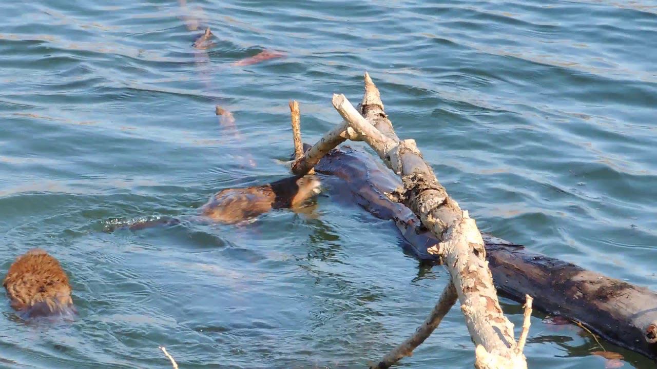 Ондатры. Смешное видео для детей.