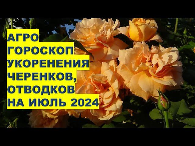Агрогороскоп укоренения черенков в июле 2024 года Agrohoroscope for rooting cuttings in July 2024