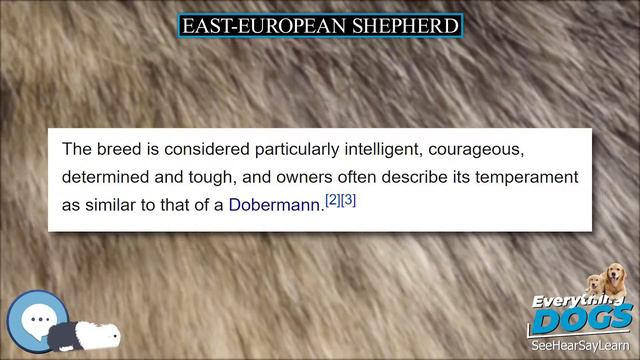 East European Shepherd 🐶🐾 Everything Dog Breeds 🐾🐶