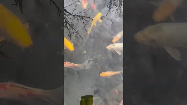 Прозрачная вода в пруду с помощью бактерий | ПРУД ПРУДИ