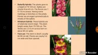Introduction and Classification of Gladiolus Lecture 8 Part 1