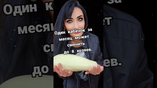 Факты о кабачках