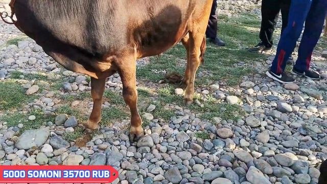 Молбозори регар шанбе бозор қириллик нархи наво 8 АВГУСТА 2020