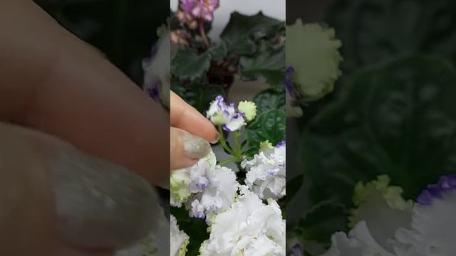 RS- Zelyonaya laquna ??? РС- Зелёная лагуна