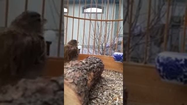 Журбай.Жамшида.