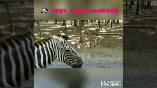 Animals for kids название животных на английс English for kids learning English Английский для дете