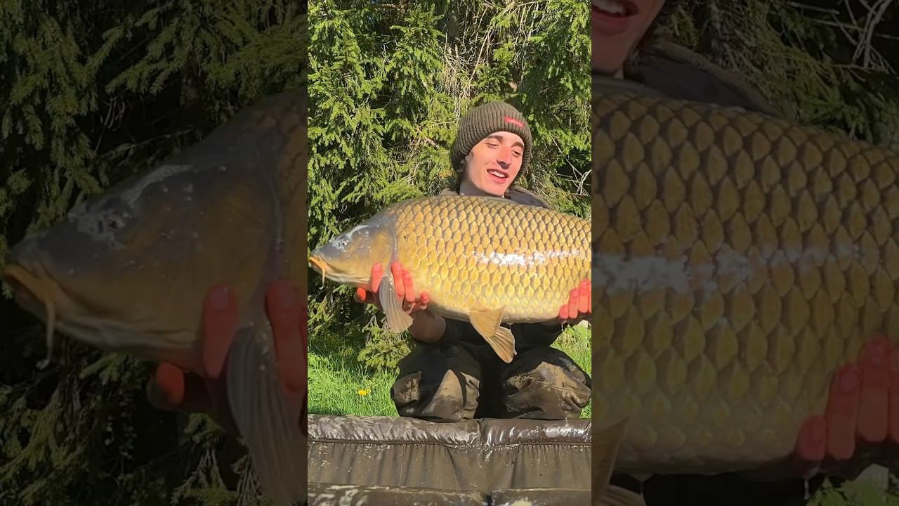 Трофейный карп на фидер - ☝новое видео уже на канале! #flatfeeder #carpfishing #флэтфидер #carp