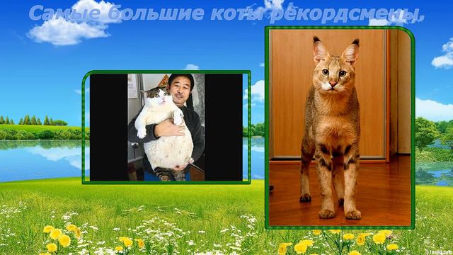 Самые большие коты рекордсмены