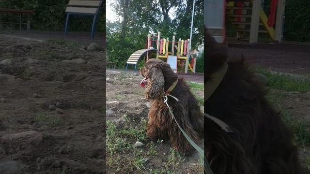 Вышли с Винником на утреннюю прогулку? Шоколадный мальчик Винни?? Американский кокер спаниель