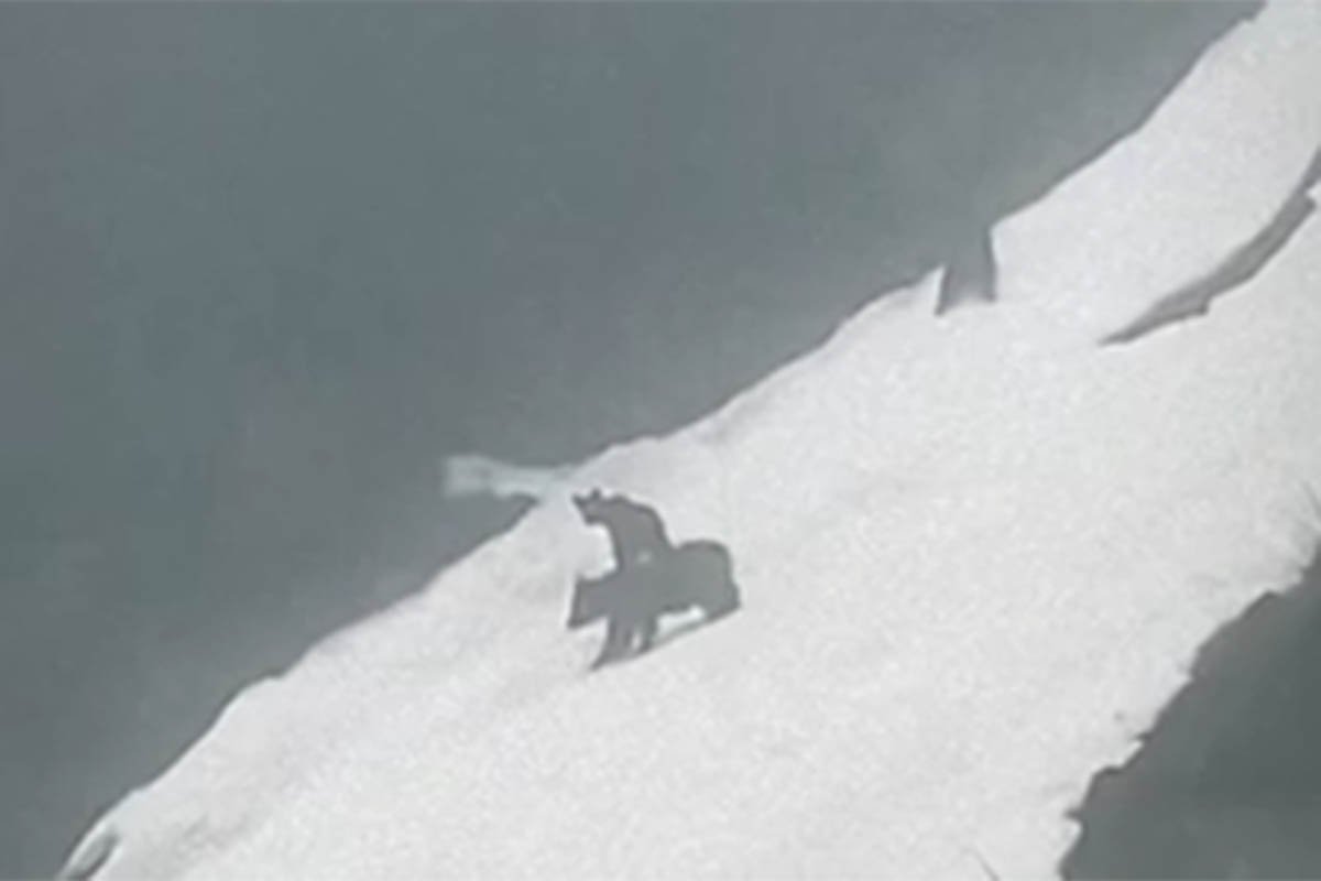Скользящую по склону семью медведей заметили в горах Сочи