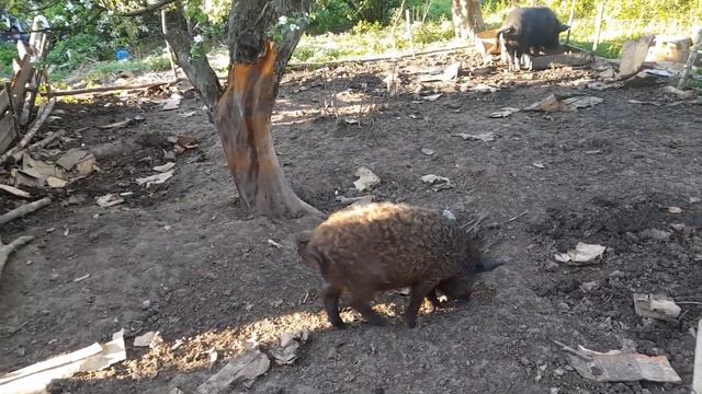 Про забой черной свиноматки