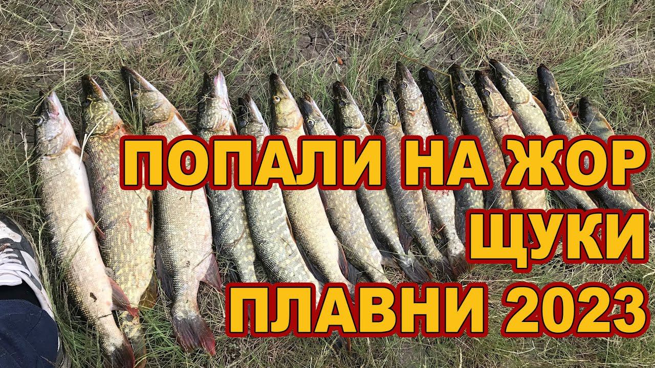 ПОПАЛИ НА ЖОР ЩУКИ // ПЛАВНИ  /// Рыбалка на Кубани 2023 /// Выпуск № 34