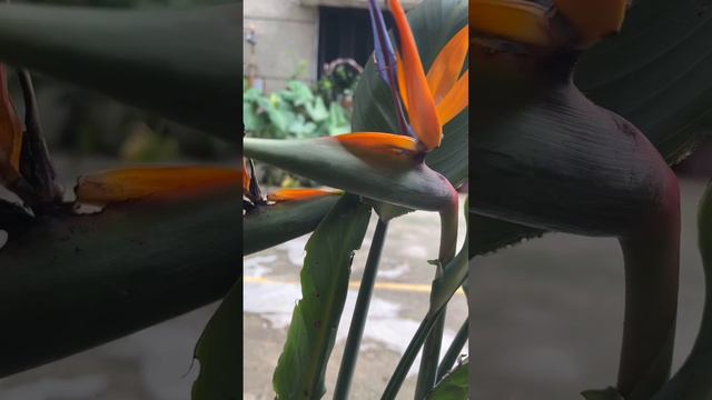 Bird of paradise plant #gardeningaesthetics #beautifulhomegarden #birdofparadise #uniqueflowers