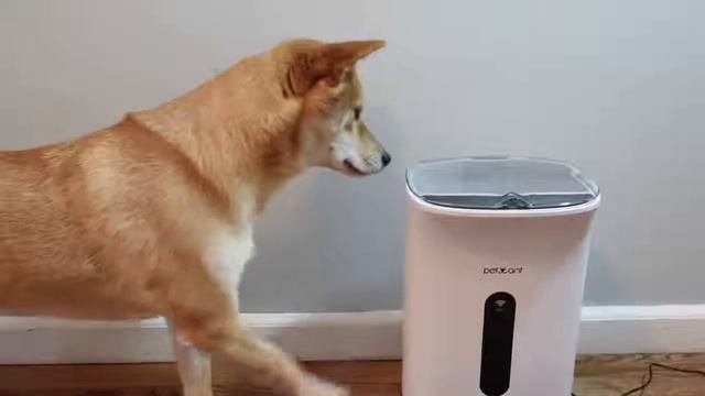 Умная кормушка для кошек и собак PETWANT